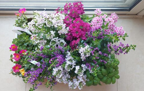 bd ni phlox.jpg